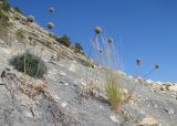 Allium atroviolaceum