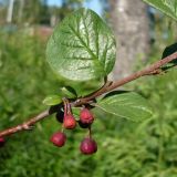 Cotoneaster melanocarpus