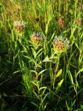 Carlina fennica. Цветущее растение. Ленинградская обл., Кировский р-н. 03.08.2014.