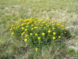 Inula ensifolia