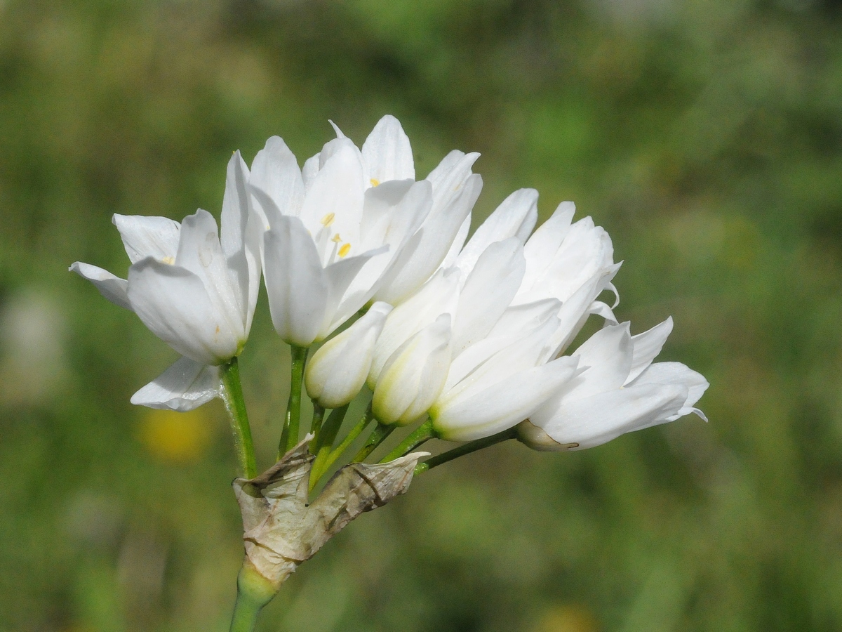 Изображение особи Allium neapolitanum.