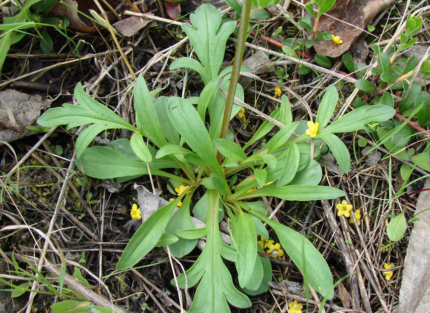 Image of Patrinia sibirica specimen.