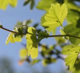 Crataegus × media. Часть побега с хорошо видными прилистниками. Санкт-Петербург, Дачный пр., в озеленении. 06.06.2016.