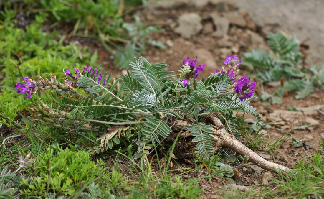 Изображение особи Oxytropis ruthenica.