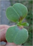 Impatiens glandulifera. Проросток. Чувашия, г. Шумерля. 6 мая 2010 г.