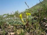 Astragalus atrovinosus. Цветущее растение. Южный Казахстан, Сырдарьинский Каратау, горы Улькунбурултау, ≈ 850 м н.у.м., степной мелкозёмный склон сев. экспозиции. 12 апреля 2018 г.