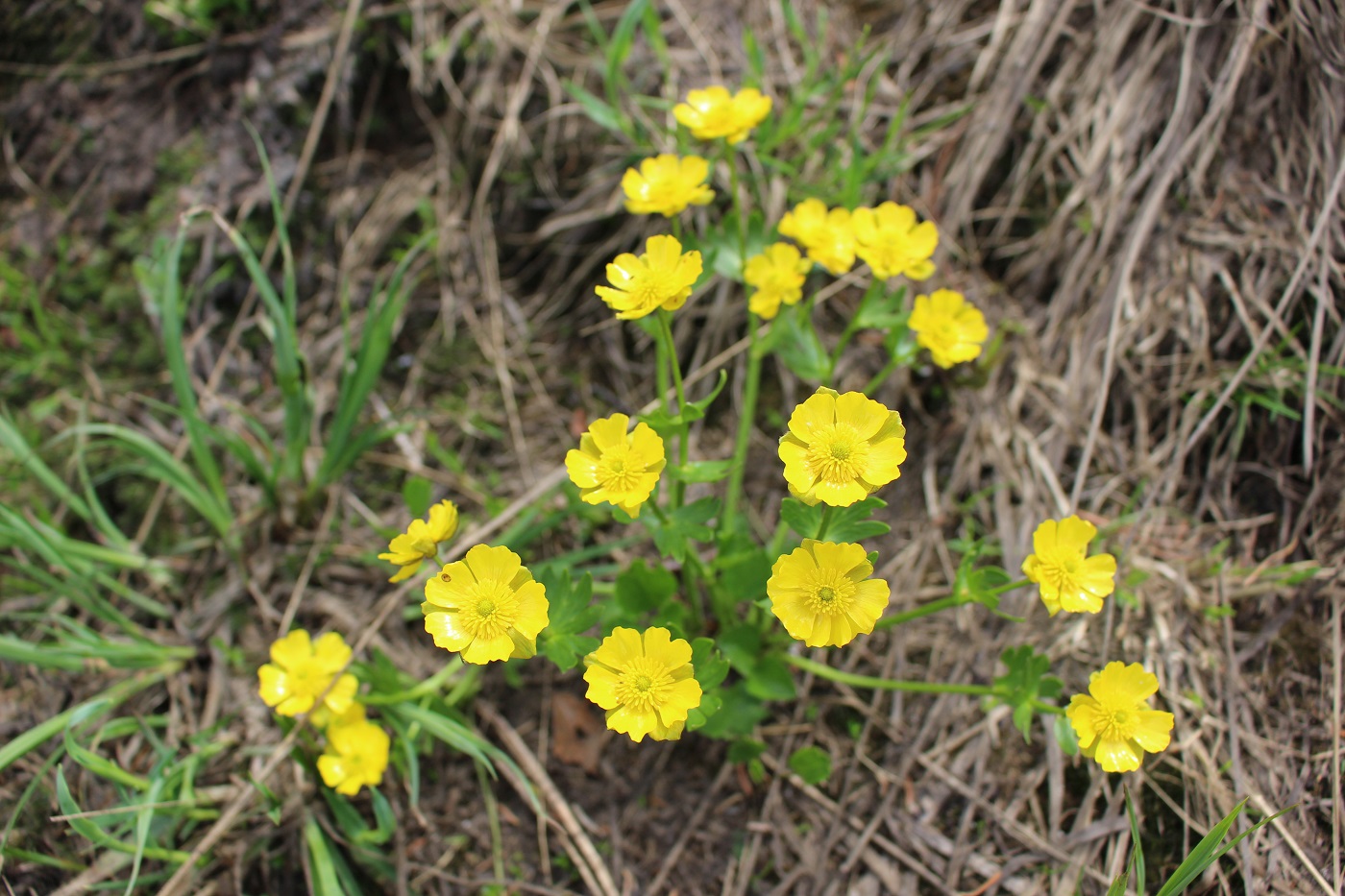 Изображение особи Ranunculus altaicus.