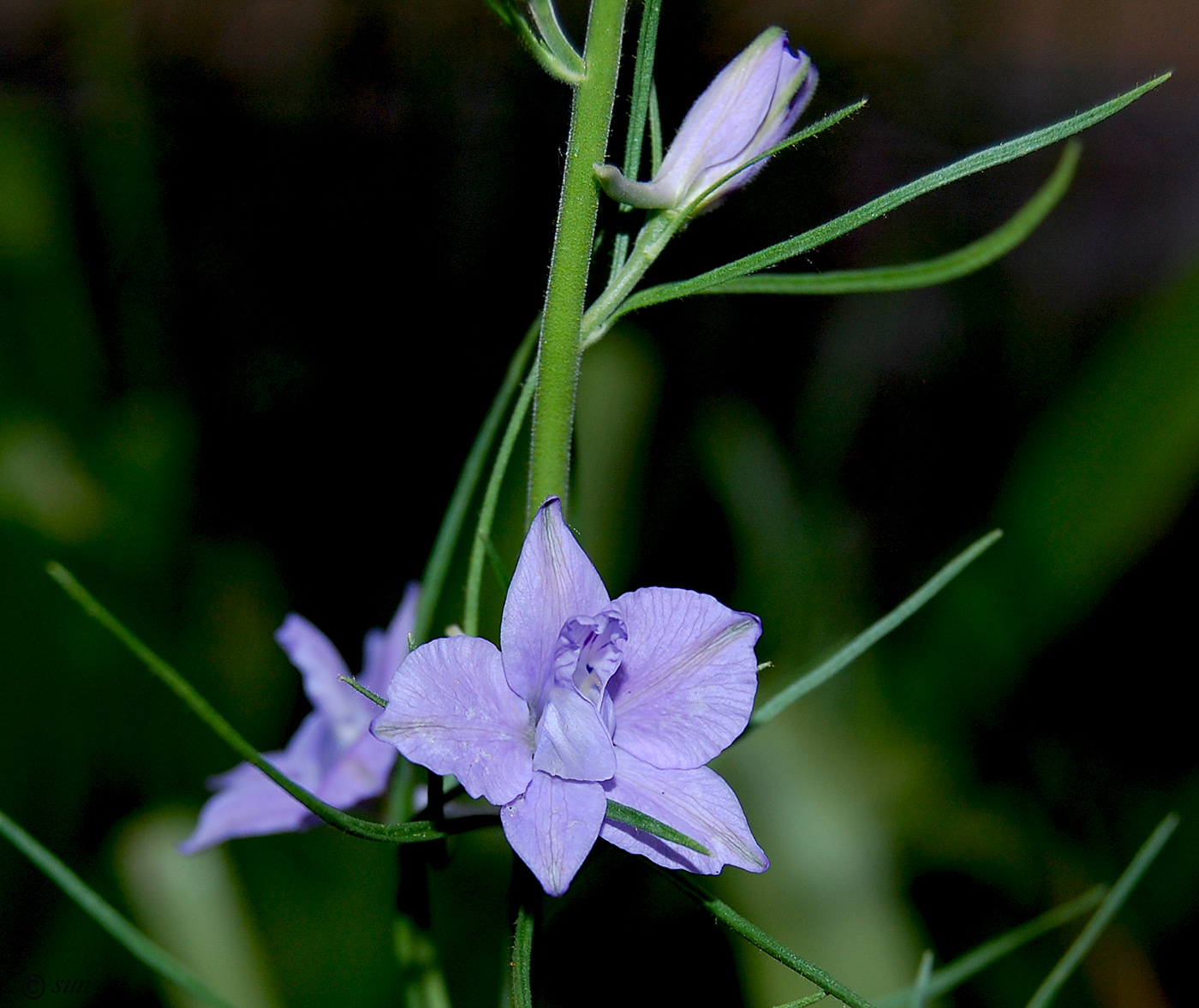 Изображение особи Delphinium hispanicum.