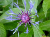 Centaurea mollis. Соцветие (вид сверху). Украина, Ивано-Франковская обл., Долинский р-н, Шевченковский сельский совет, окр. с. Мысливка, урочище Шандра, обрывистый берег р. Свича. 06.05.2018.