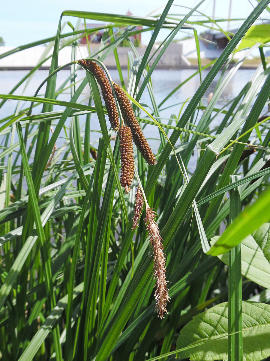 Изображение особи Carex acuta.