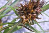 Carex macrocephala. Верхушка побега с соплодием. Приморье, Хасанский р-н, о-в Фуругельма, бухта Западная, скальный выход над песчаным пляжем. 28.07.2018.