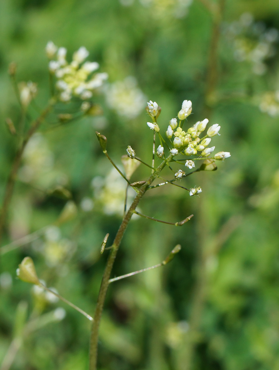 Изображение особи Capsella bursa-pastoris.