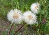 Erigeron politus