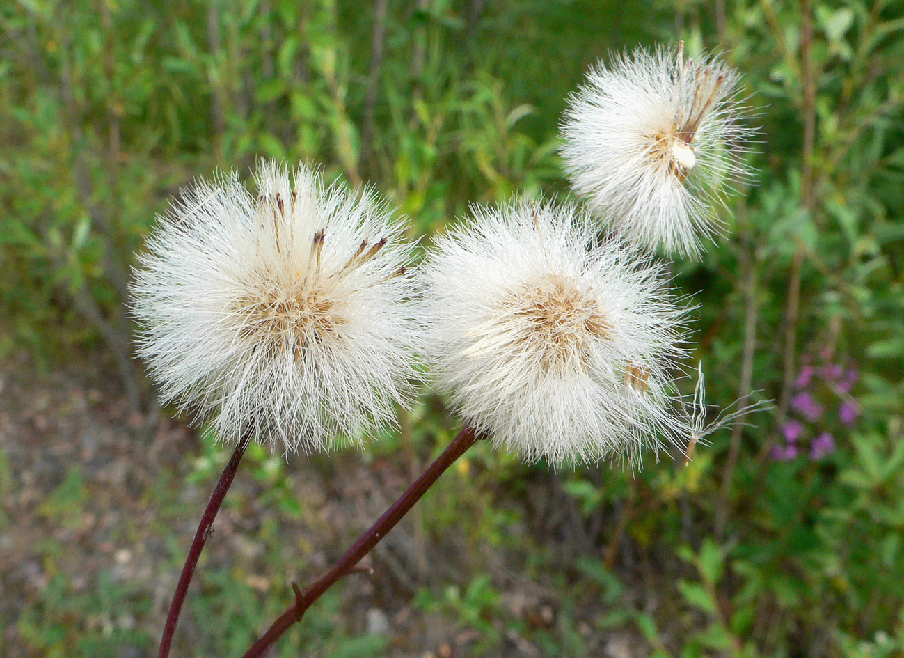 Изображение особи Erigeron politus.