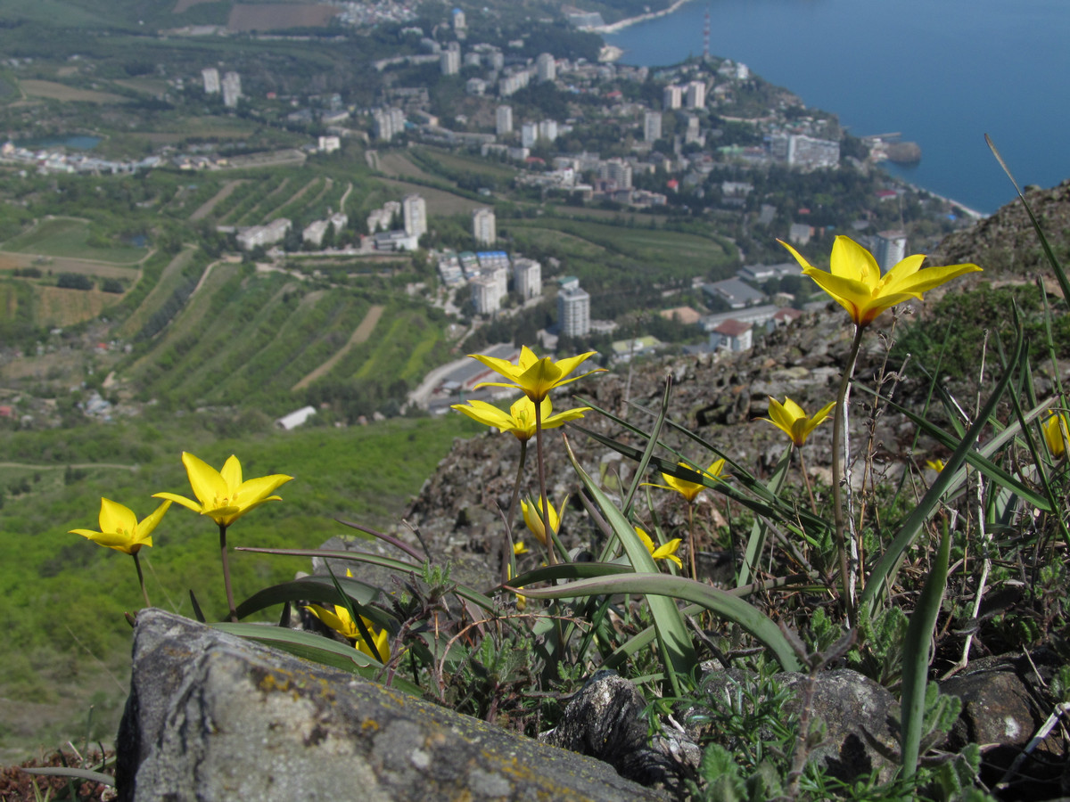 Изображение особи Tulipa australis.