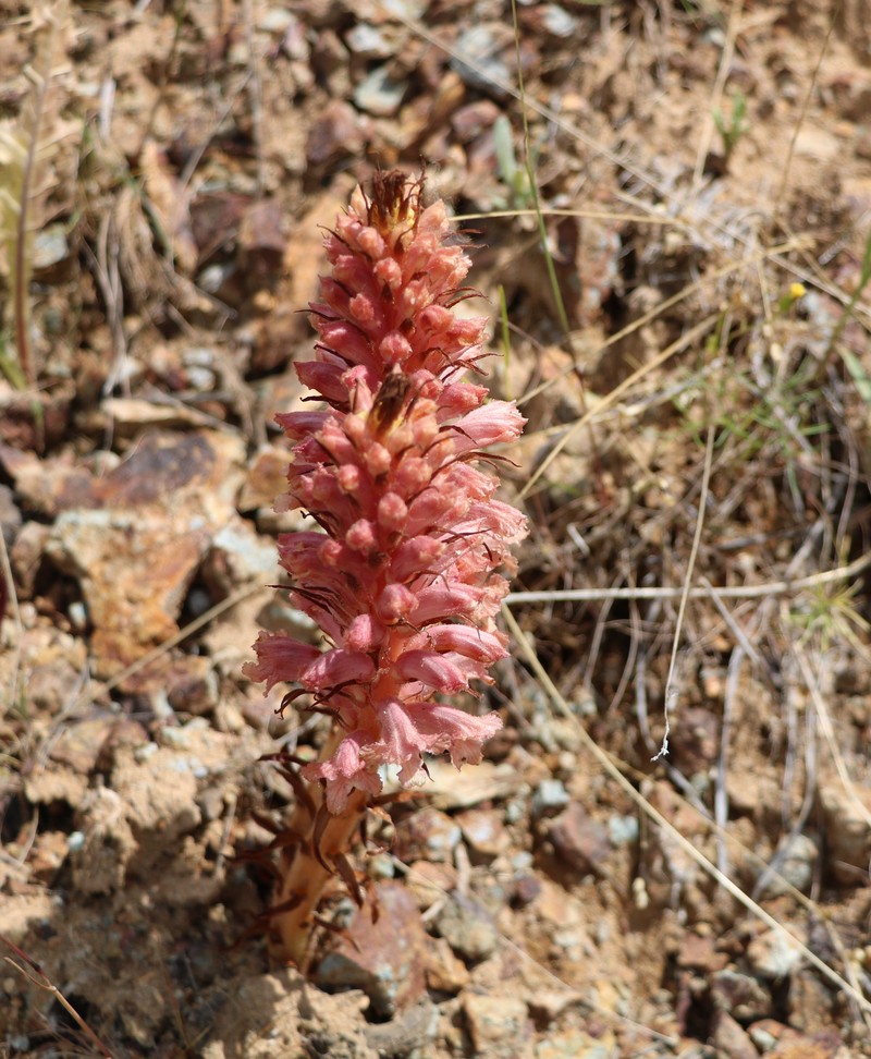 Изображение особи Orobanche kurdica.