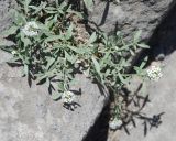 Lobularia maritima. Цветущее растение. Италия, Помпеи, каменистый склон. 17.06.2010.