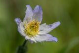 Pulsatilla violacea