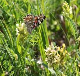 Astragalus cicer