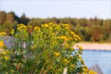 Tanacetum vulgare