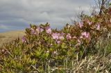 Rhododendron schlippenbachii