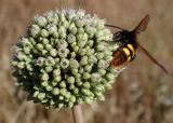 Allium commutatum. Соцветие с кормящимся самцом осы Megascolia maculata. Греция, Эгейское море, о. Парос, пос. Дриос, используемая под автостоянку залежь. 19.05.2021.