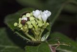 Viburnum tinus