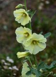 Alcea rugosa