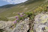 Thymus nummularius