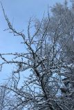 Malus domestica. Верхушка засыпанного снегом дерева с плодами. Санкт-Петербург, Дудергофские высоты, западный макросклон, опушка широколиственного леса. 25.11.2023.