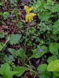 Primula macrocalyx. Цветущее растение в сообществе с Urtica, Alchemilla, Glechoma. Красноярский край, Берёзовский р-н, национальный парк \"Красноярские Столбы\", долина руч. Лалетина, опушка смешанного леса. 05.06.2022.