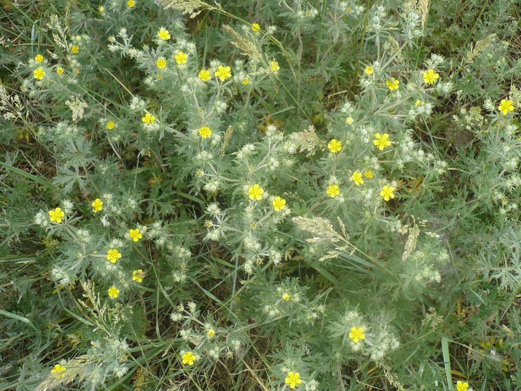 Изображение особи Potentilla argentea.