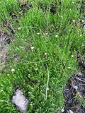 Stellaria crassifolia. Цветущие растения на каменистой почве. Коми, Интинский р-н, Приполярный Урал, хр. Малдынырд, водораздел руч. Алькесвож и р. Балбанью. 20.07.2010.