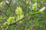 Salix phylicifolia