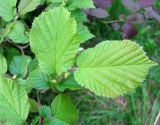 род Corylus