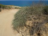 Высокий берег Средиземного моря, image of landscape/habitat.