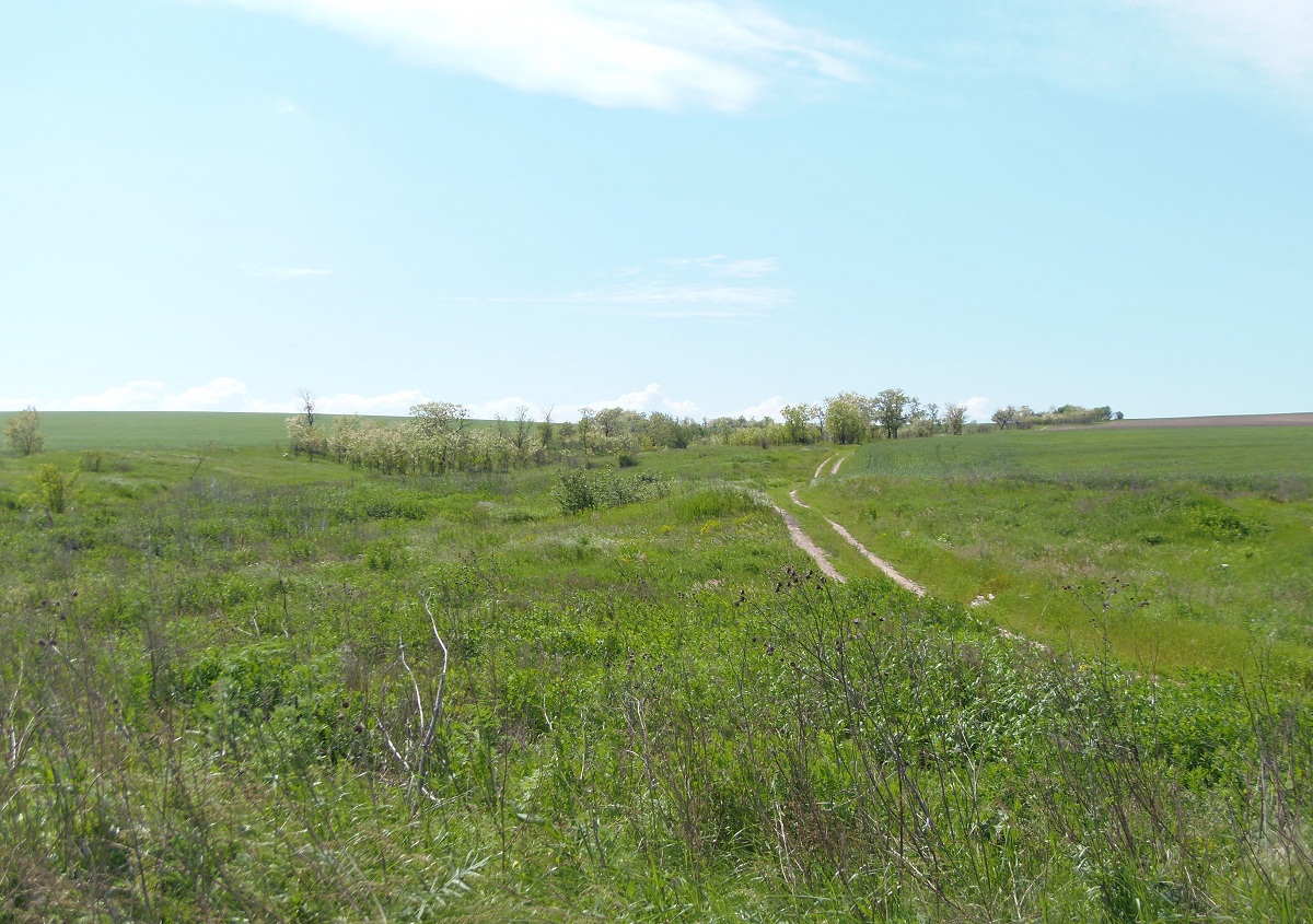 Дурная балка, image of landscape/habitat.