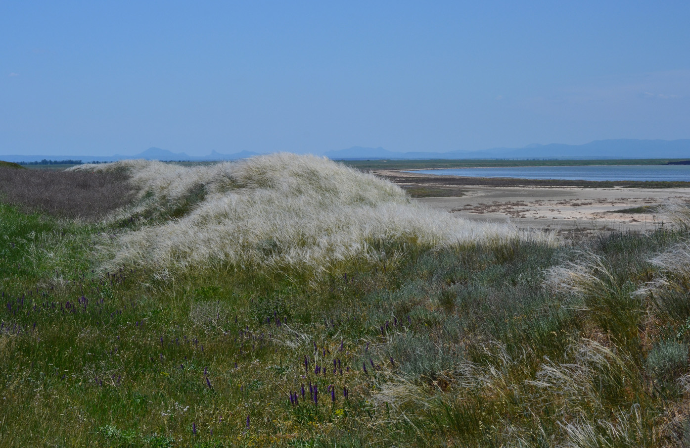 Арабатская стрелка, image of landscape/habitat.