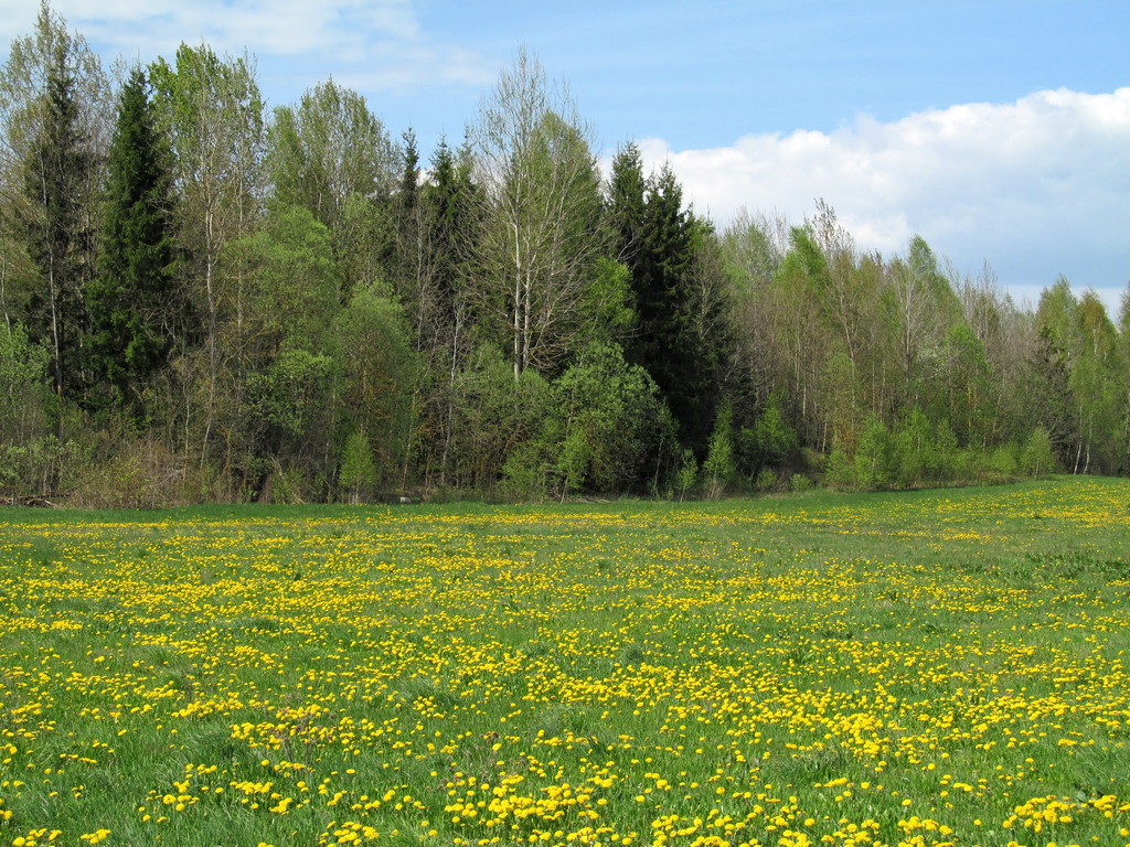 Старый Лес, image of landscape/habitat.