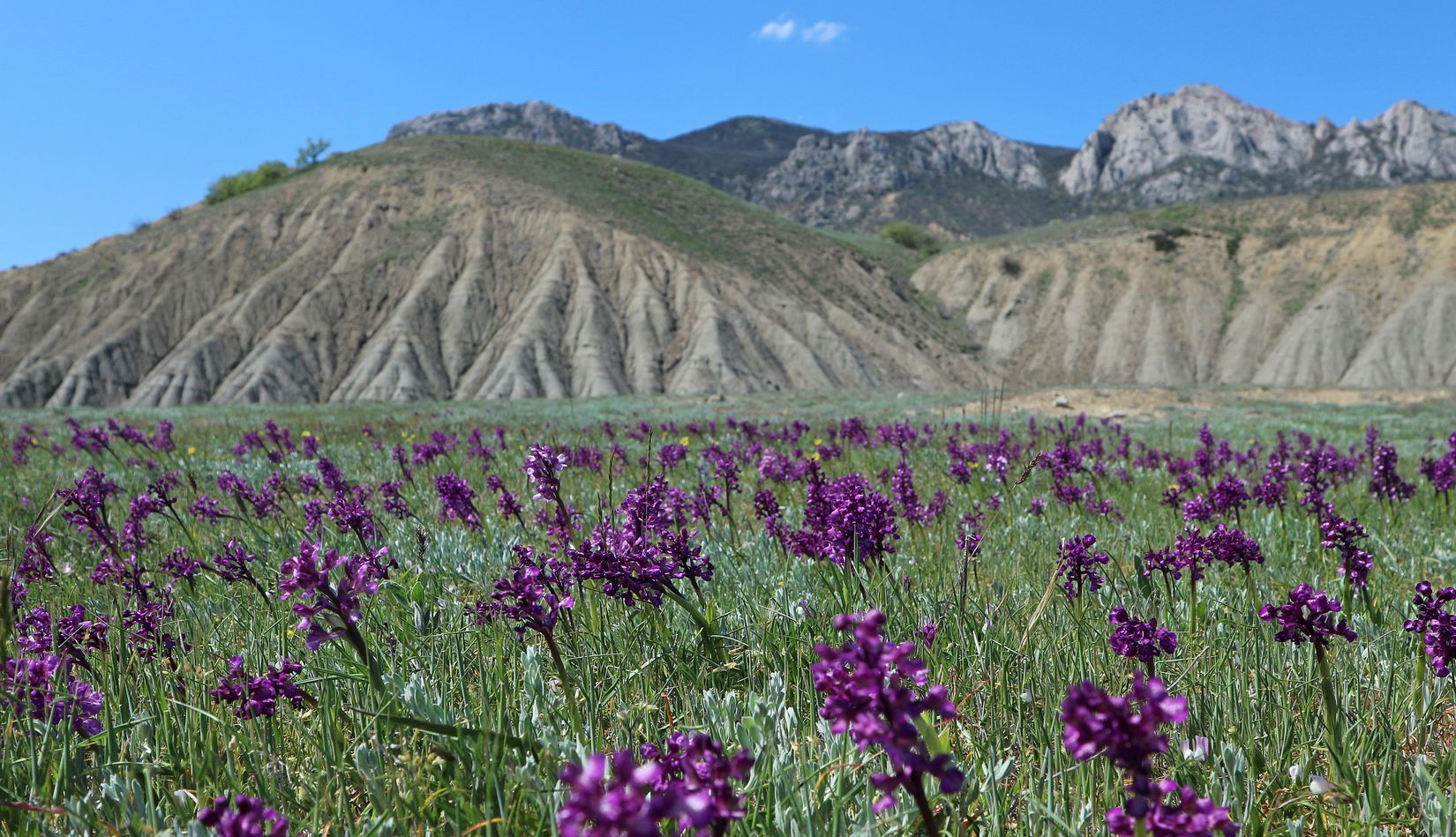 Лисья бухта, image of landscape/habitat.