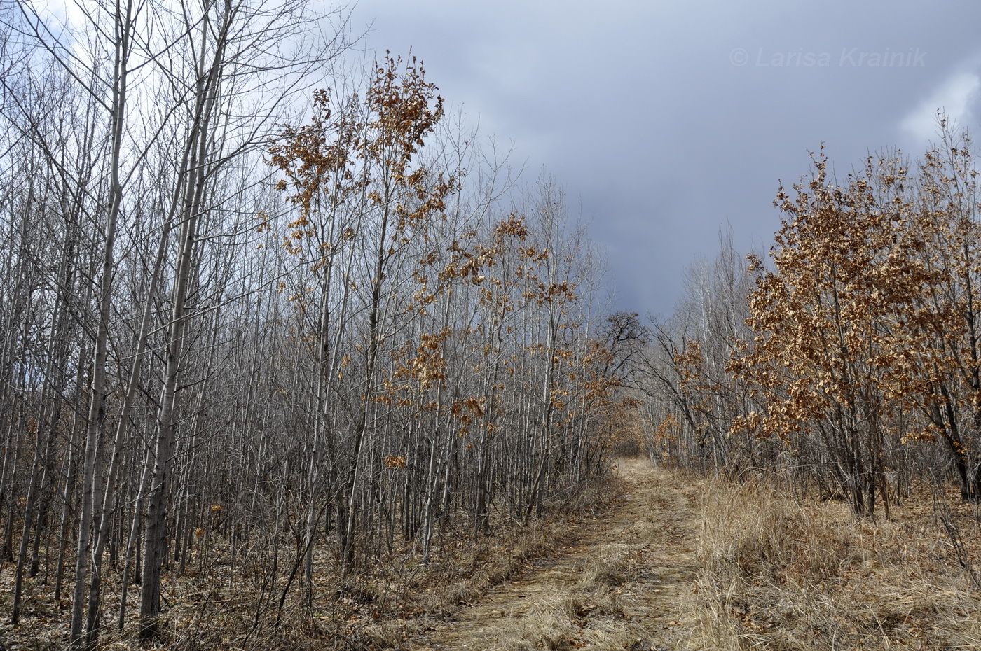 Монакино, image of landscape/habitat.