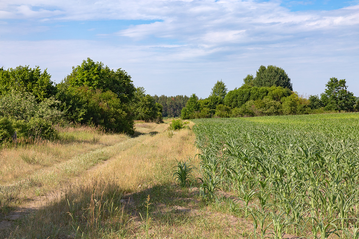 Бобинка и окрестности, image of landscape/habitat.
