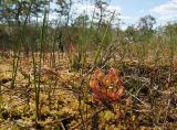 Васюганское болото, Болтное, image of landscape/habitat.