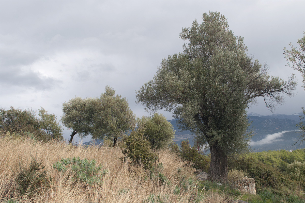 Ксанф, image of landscape/habitat.