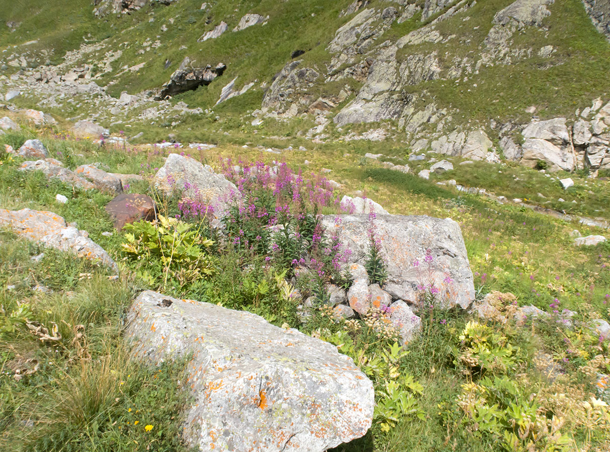 Мижирги, image of landscape/habitat.