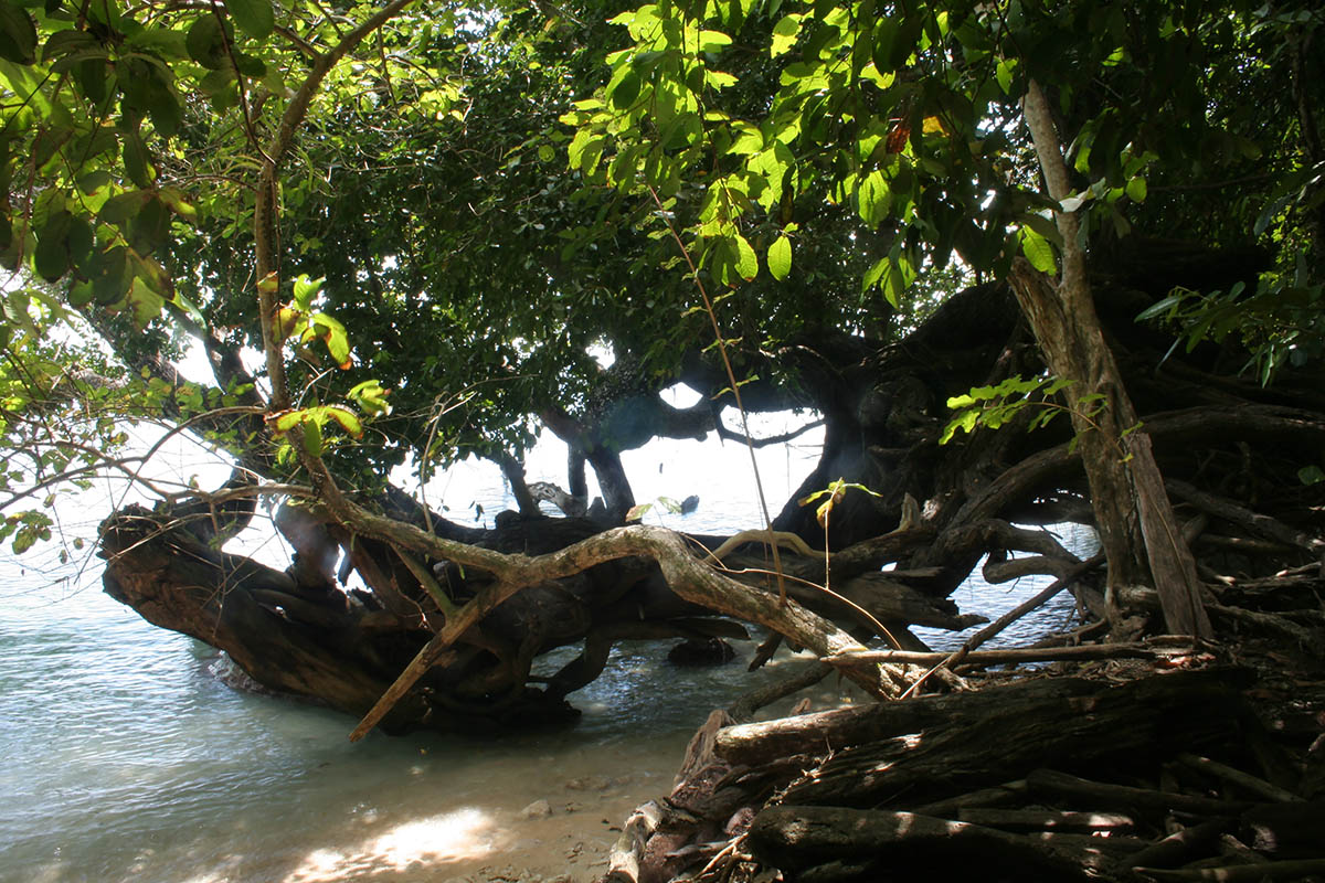 Маданг, image of landscape/habitat.