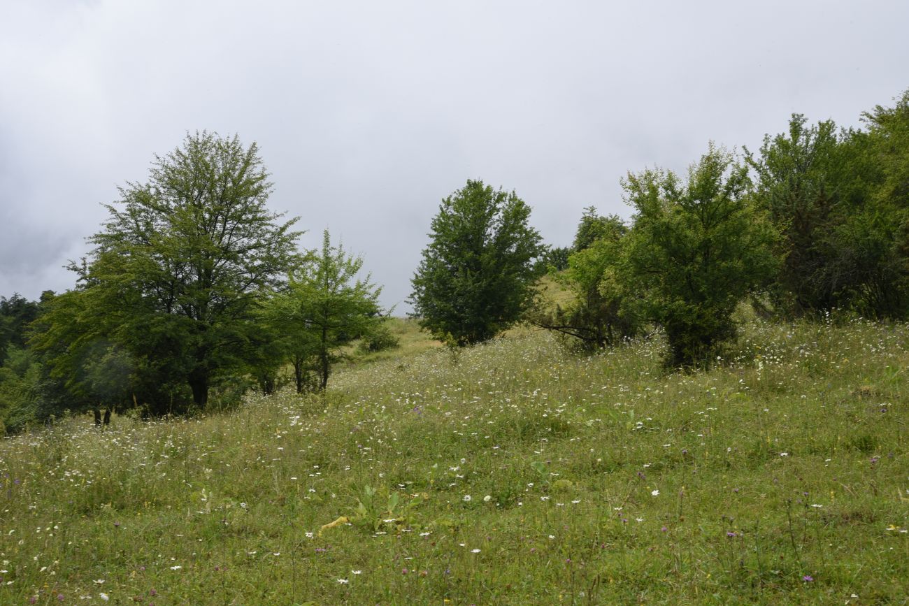 Нижний Кяхк и окрестности, image of landscape/habitat.