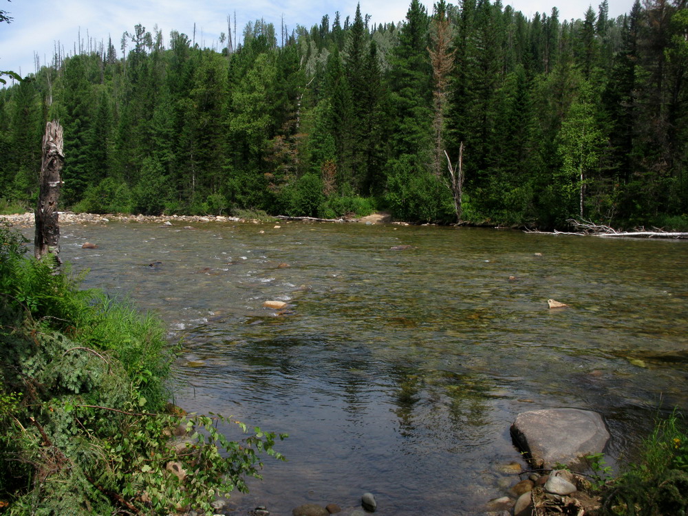 Сибирячка, image of landscape/habitat.
