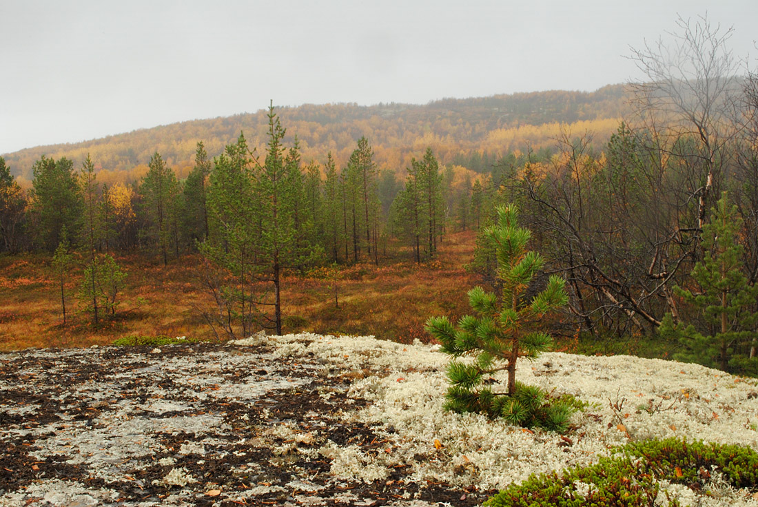 Губа Грязная, image of landscape/habitat.