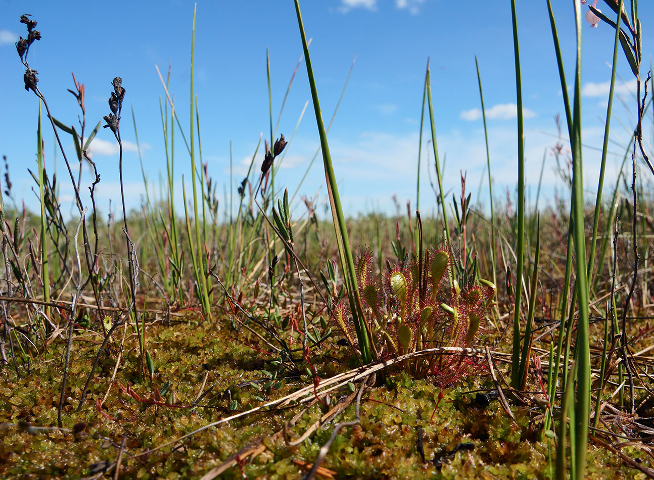 Васюганское болото, Болтное, image of landscape/habitat.